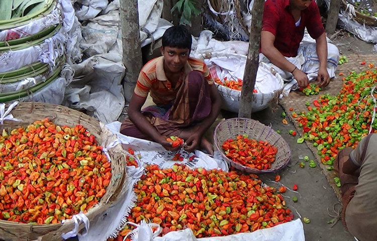 কাঁচা ও পাকা মরিচ বাছাই করছে মরিচ ব্যবসায়ীরা। ছবি : হাসান মামুন
