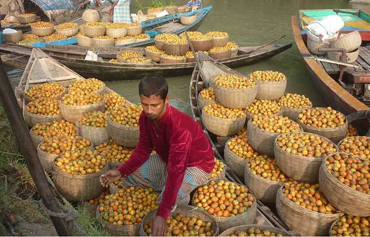 দক্ষিণাঞ্চলের অন্যতম সুপারির হাট পিরোজপুর চলিশা বাজার। ছবি : হাসান মামুন
