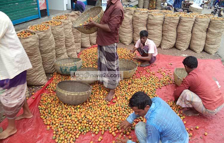 সুপারি বাছাইয়ের কাজে ব্যস্ত ক্রেতারা। স্থানীয় ব্যবসায়ীরা সুপারি কিনে দেশের বিভিন্ন স্থানে পাঠান। ছবি : হাসান মামুন