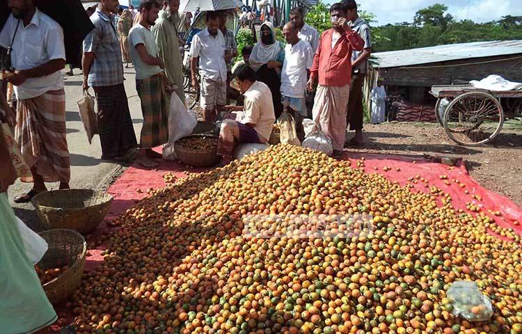 জমে উঠেছে সুপারি কেনাকাটা। পিরোজপুর অঞ্চলে এবার ভালো সুপারির ফলন হয়েছে। ছবি : হাসান মামুন