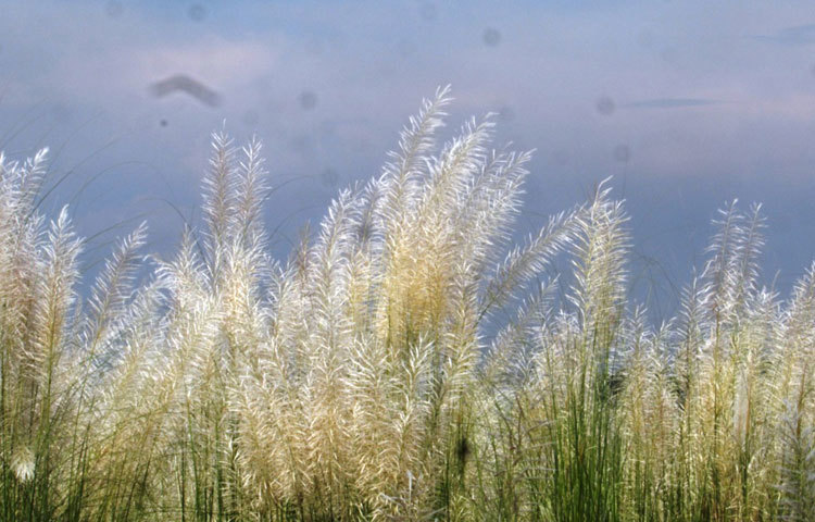 চারদিকে কাশফুলের সমারোহ। এই দৃশ্য দেখেই বোঝা যাচ্ছে প্রকৃতিতে শরৎ ঋতু এসেছে।ছবি : মো. ছগির হোসেন