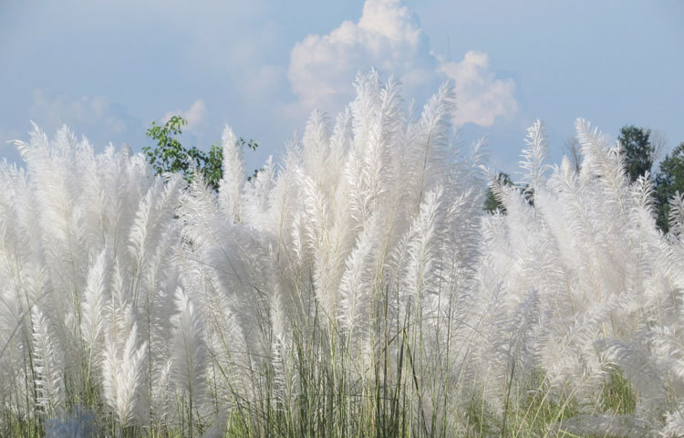 ঘন কাশের বন। এক পলক দেখলেই চোখ জুড়িয়ে যায়। ছবি : মো. ছগির হোসেন