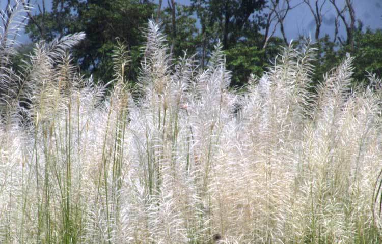 সাদা কাশের পেছনে সবুজের মাখামাখি। এখানে প্রকৃতির সবাই যেন একে অন্যের খুবই আপনজন। ছবি : মো. ছগির হোসেন