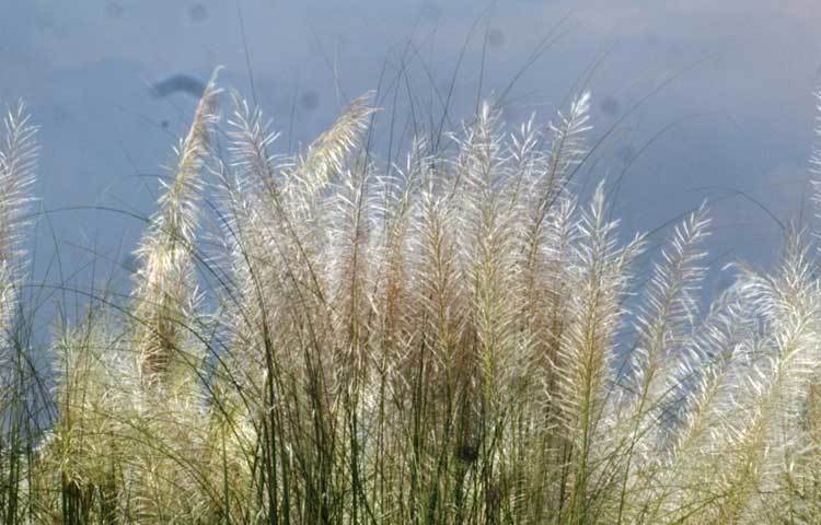কাশফুলের ডানারা নীল আকাশ ছুঁয়েছে। এই ছবি দেখে গলা খুলে গাইতে ইচ্ছে করে,- ‘এমন দেশটি কোথাও খুঁজে পাবে নাকো তুমি। সকল দেশের রানি সে যে আমার জন্মভূমি।’ ছবি : মো. ছগির হোসেন