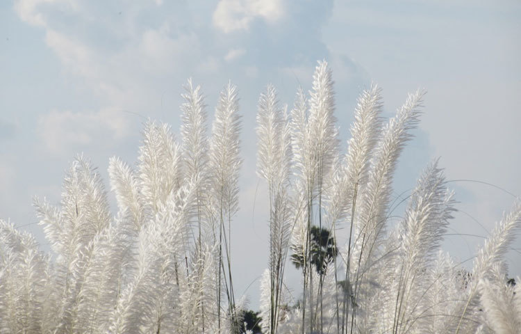ভুবন ভোলানো কাশফুলের ছবি। এমন কাশফুলের রাজ্যে যে কারো হারিয়ে যেতে ইচ্ছে করবে। ছবি : মো. ছগির হোসেন