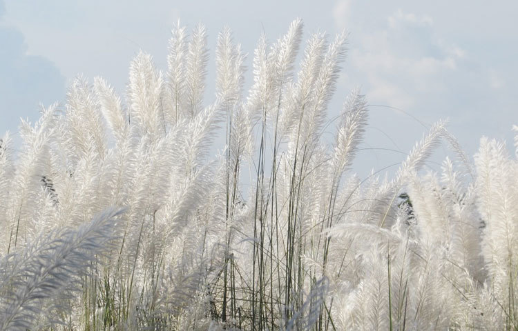 শুভ্র কাশ আর তুলট মেঘ আকাশের সঙ্গে মাখামাখি করছে। এ যেন প্রকৃতির সৌন্দর্যের পাঠশালা। ছবি : মো. ছগির হোসেন