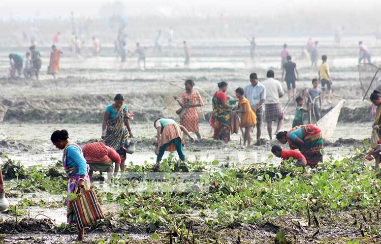 সবার হাতে সাধারণ জাল, কারেন্ট জাল, লাফিজাল দিয়ে সাধ্যমত মাছ শিকার করছে। এছাড়াও যাদের মাছ ধরার সরঞ্জাম নেই তারাও দুহাত দিয়ে মাছ ধরতে নেমে পড়েছে কাদার মধ্যে। সব মিলিয়ে এখানে মানুষের এক ধরনের মাছ ধরার উৎসব দেখা গেছে। ছবি : মো. রবিউল এহসান রিপন