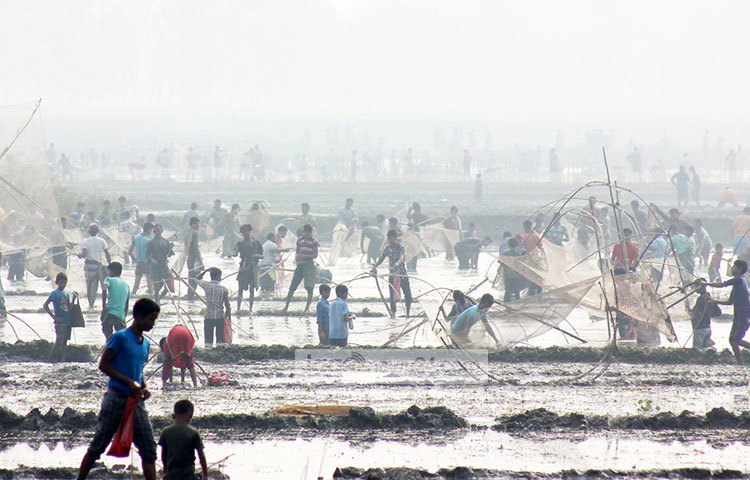 মাছ ধরার উৎসবে মেতেছে এলাকাবাসী। ছবি : মো. রবিউল এহসান রিপন