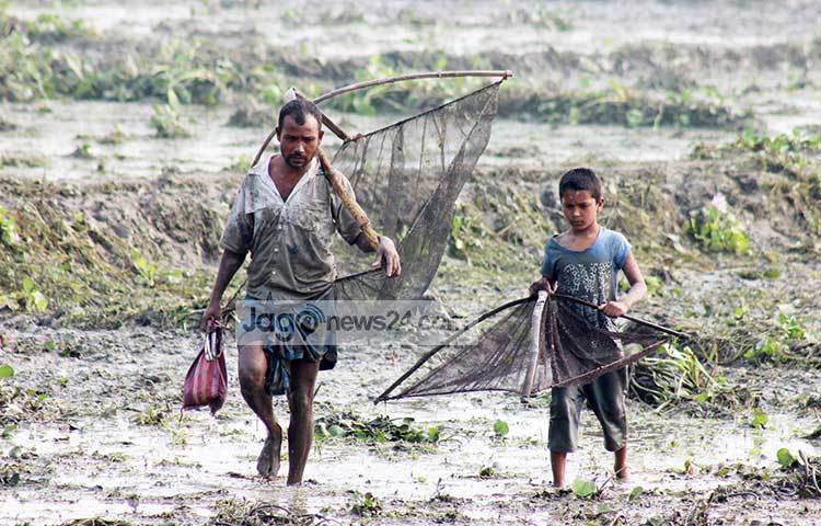 মাছ ধরে বাড়ি ফিরছে তারা। ছবি : মো. রবিউল এহসান রিপন