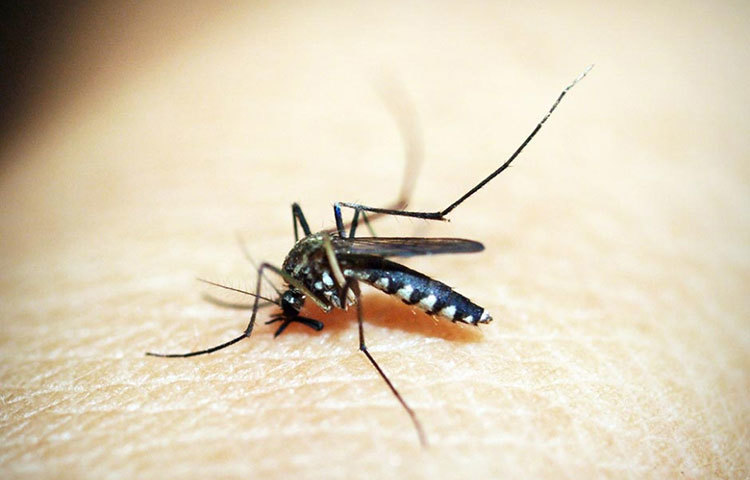 ম্যালেরিয়া : ম্যালেরিয়া আজও এক ভয়ঙ্কর মারণ অসুখ। এই রোগে ইতিহাসের পাতায় আমরা পেয়েছি আলেকজান্ডারের মৃত্যুর খবর। তবে আজ আর এটির চিকিৎসা নিয়ন্ত্রণের বাইরে নয়।