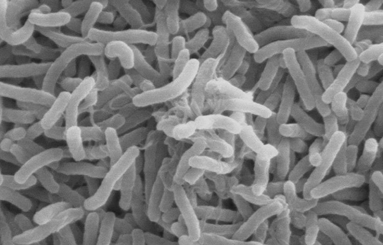 কলেরা : একসময় পুরো গ্রাম উজাড় হয়ে যেত এই অসুখে। বর্তমানে এই অসুখ আর তত ভয়ঙ্কর নয়।