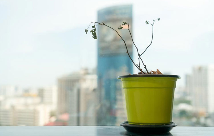 পরিচর্যা করার পরেও গাছপালা শুকিয়ে যাওয়া।