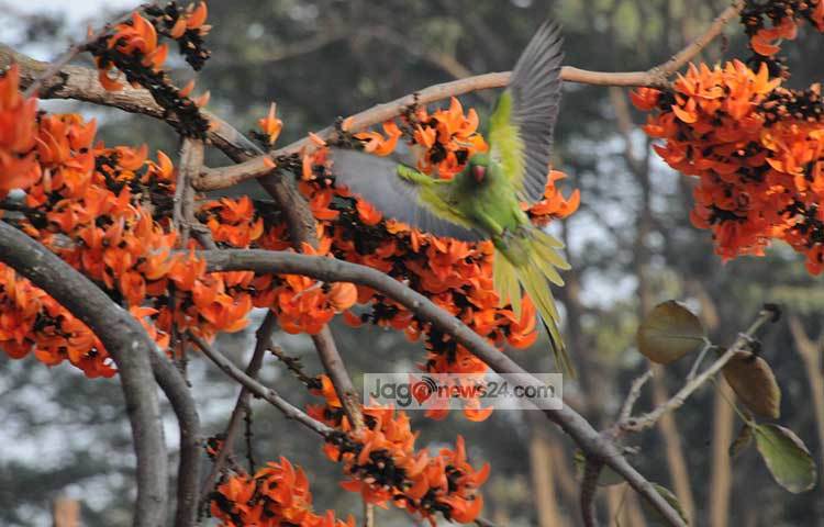 ফুলের সৌন্দর্যে পাগল হয়ে ডালে ডালে উড়ছে টিয়াপাখি। ছবি : বিপ্লব দিক্ষিৎ