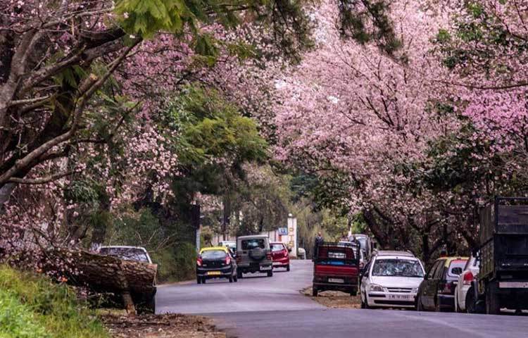 চেরি ব্লসম ফেস্টিভ্যাল : বসন্ত ঋতুকে আগমন বার্তা জানাতে ওয়াশিংটন শহরে ৩০০০টি চেরি গাছ নিয়ে সংঘটিত হয় ফুলের উৎসব।