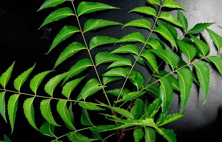 নিম পাতা ঘামাচির উপশম হিসাবে খুবই কার্যকরী। নিম পাতার রসের সঙ্গে গোলাপ জল মিশিয়ে ঘামাচির উপর লাগান। খুবই উপকার পাবেন।