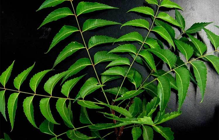 ডায়াবেটিস রোগীদের জন্যও নিমপাতা খুব উপকারী। নিয়ম করে নিমপাতা খান।