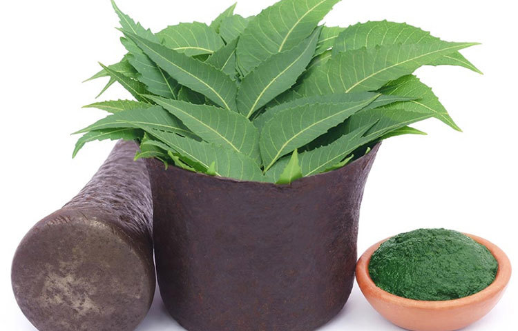 পেটের সমস্যা হলেও নিমপাতা খেলে উপকার পাবেন।