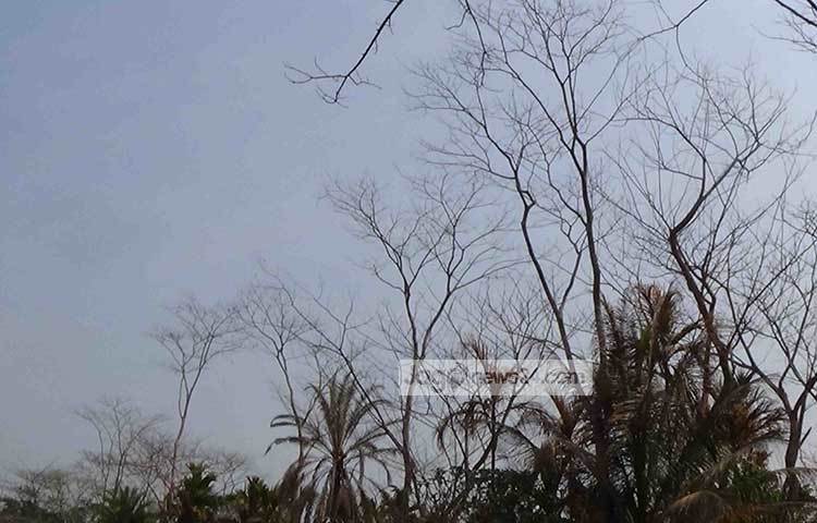 ইটভাটার আগুনের ধোঁয়ার কারণে এখানকার গাছপালা পাতা ঝরে গেছে। ছবি : হাসান মামুন