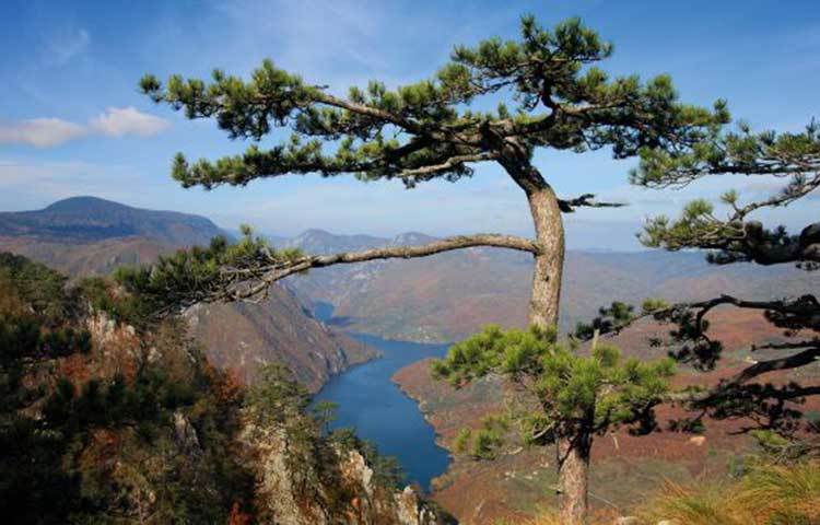 সার্ভিয়া : প্রাকৃতিক সৌন্দর্যের লীলাভূমি সার্ভিয়ার এই ন্যাশনাল পার্ক।