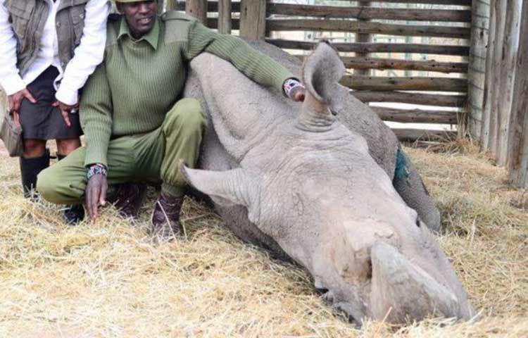 অসুস্থতার জন্য মারা গেল বিশ্বের শেষ উত্তরী শ্বেত পুরুষ গন্ডার ‘সুদান’।