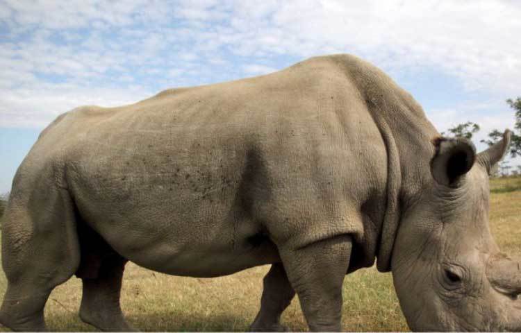 প্রায় ৪৫ বছর বয়স ছিল গন্ডারটির। আফ্রিকার ওআই পেজেটা সংরক্ষণ কেন্দ্রে ছিল তার বাসা। সোমবার রাতে তার মৃত্যু হয়। বেশ কিছুদিন ধরেই অসুস্থ ছিল সুদান।