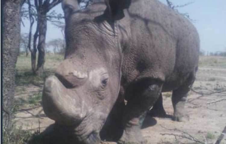 জানা গিয়েছে, সুদান হালে ভীষণই দুর্বল হয়ে পড়েছিল। তার হাড়ও কমজোর হয়ে পড়ে। এর ফলে, আগের চেয়ে তার স্বাস্থ্য অনেকটাই ভেঙে পড়েছিল।