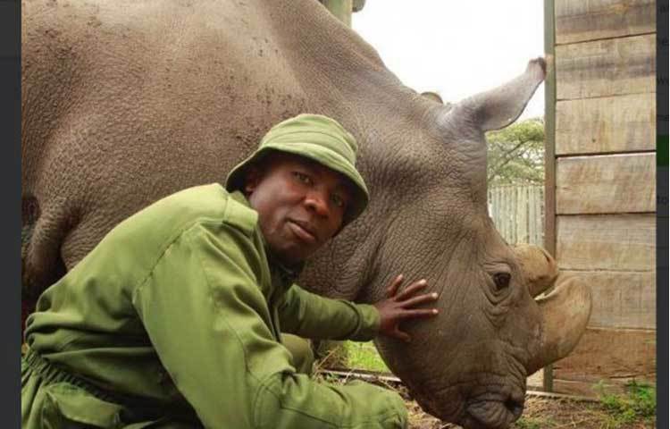 কেনিয়ার দুভুর ক্রালোভ চিড়িয়াখানার অধিকর্তা ইয়ান স্তেসকাল জানান, ২০০৯ সাল থেকে সেখানে ছিল সুদান। সুদানের মৃত্যু মানুষের উপেক্ষার একটা বড় প্রতীক। যারা সুদানকে চিনতেন, তাদের কাছে এটা দুঃখের বিষয়।