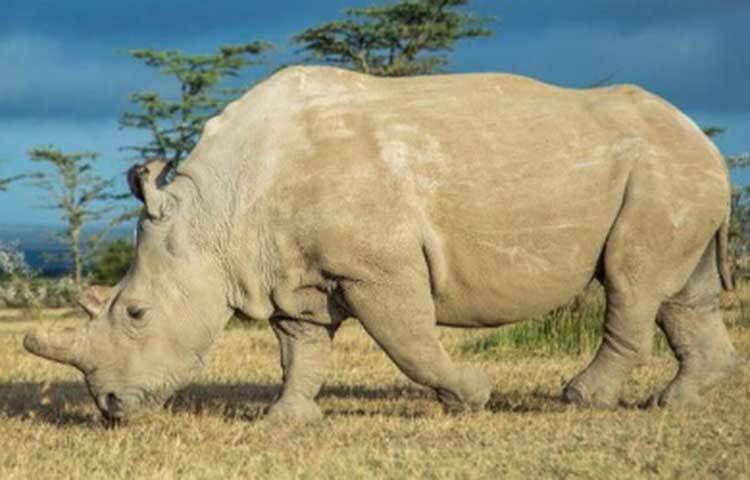প্রসঙ্গত, এই প্রজাতি গন্ডারদের মধ্যে দ্বিতীয় সর্ববৃহৎ। এদের উচ্চতা হাতির সমান হয়। গন্ডার পাঁচ প্রজাতির হয়। এর মধ্যে দক্ষিণী শ্বেত গন্ডারদের খোঁজ পাওয়া মুশকিল হয়ে গিয়েছে।