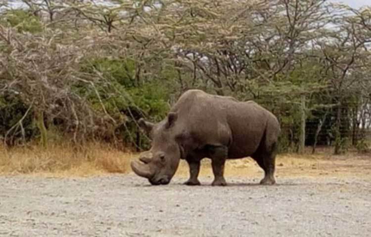এই গন্ডারের উপ-প্রজাতি উগান্ডা, আফ্রিকা, সুদান এবং চাদ থেকে বিলুপ্ত হয়ে গিয়েছে।