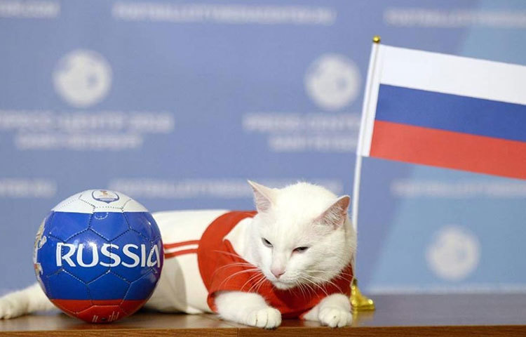 অ্যাকিলিস : রাশিয়ার, তথা বিশ্বের এই মুহূর্তে সব চেয়ে জনপ্রিয় অ্যাকিলিস নামের বিড়াল। কারণ, এই মার্জারই বলে দিচ্ছে কোন ম্যাচে জিতবে কোন টিম।