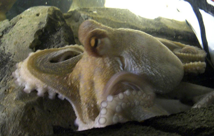 ২০০৮ ও ২০১০ সালে এমনই ভবিষ্যতবাণী করে বিশ্বখ্যাত হয়েছিল জার্মানির ‘পল, দ্য অক্টোপাস’। ২০১০ সালের অক্টোবরে মারা যায় পল।