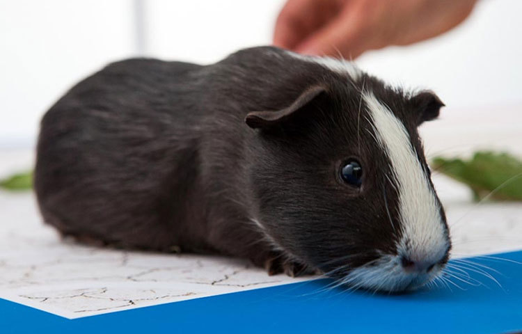 পলের মৃত্যুর পরে ‘অ্যানিমাল অরাকেল’ হিসেবে বিশ্ব দরবারে উপস্থিত হয় ‘মাদাম শিবা’। ২০১৪ সালে এই সুইস গিনি পিগের বয়স ছিল প্রায় ৬ বছর।