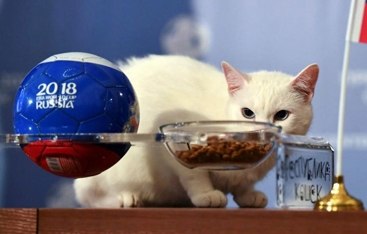 রাশিয়ার অন্যান্য বিড়ালের মতোই, অ্যাকিলিস একেবারে ধবধবে সাদা। তার নীল চোখ নজর কেড়েছে সকলেরই। কিন্তু, অ্যাকিলিস কানে শোনে না।