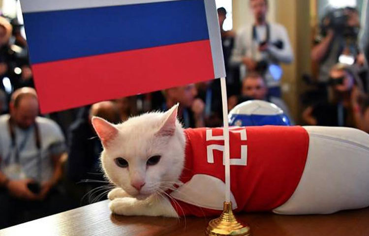 সেন্ট পিটার্সবার্গের হারমিটেজ মিউজিয়ামের বাসিন্দা অ্যাকিলিস। সেখানে তার দায়িত্ব, মিউজিয়ামকে ইঁদুরমুক্ত রাখা।