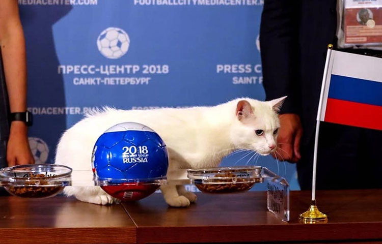 পশু চিকিৎসক আনা কনড্রাতেভার মতে, অ্যাকিলিস যেহেতু কানে শুনতে পায় না, সেই জন্য খুব নিশ্চিন্তে সে নিজের খেয়ালেই দেশের পতাকার দিকেই ঝুঁকেছিল।