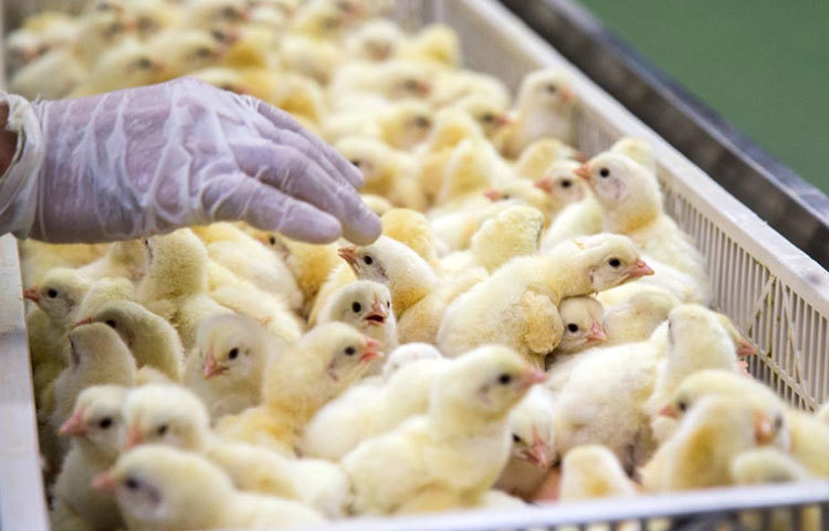 ব্রয়লার চিকেনে ফাইবার খুবই কম থাকে, কিন্তু ক্যালোরি থাকে প্রচুর পরিমাণে। যে কারণে শরীরের ওজন বেড়ে যাওয়ার সম্ভাবনা থাকে।