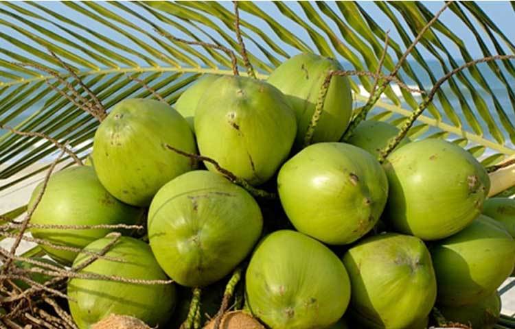 ডিহাইড্রেশন : অতিরিক্ত গরমের ফলে শরীরে ঘামের সঙ্গে প্রয়োজনীয় পানি বেরিয়ে যায়। আবার কখনও অতিরিক্ত গরমে বমির ফলেও অতিরিক্ত পানি শরীর থেকে বেরিয়ে যায়। প্রয়োজনীয় পানি শরীর থেকে বেরিয়ে যাবার ফলে ডিহাইড্রেশনের মত সমস্যা হয়। ডাবের পানি শরীরে এই পানির ঘাটতি পূরণ করে। এতে আছে কার্বোহাইড্রেড যা এনার্জি বাড়ায়।