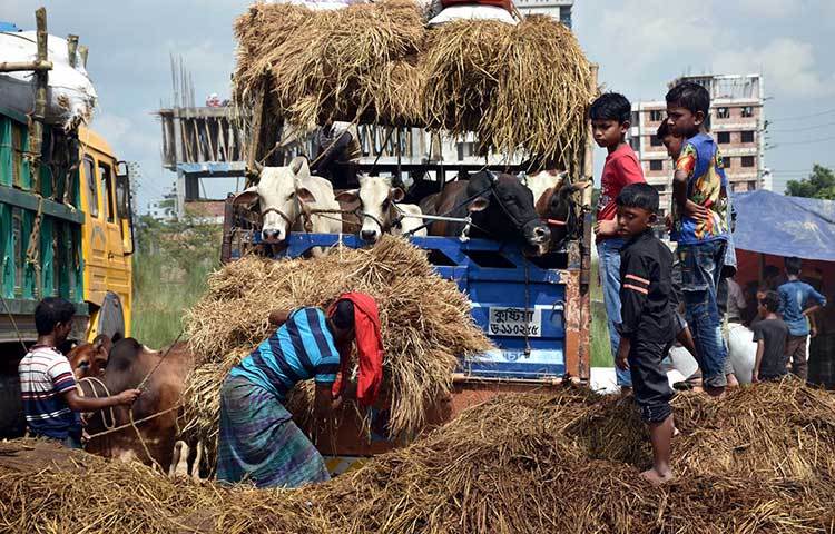 বিক্রির জন্য হাটে আনা গরুগুলোকে ট্রাক থেকে নামানো হচ্ছে। ছবি : বিপ্লব দিক্ষিৎ