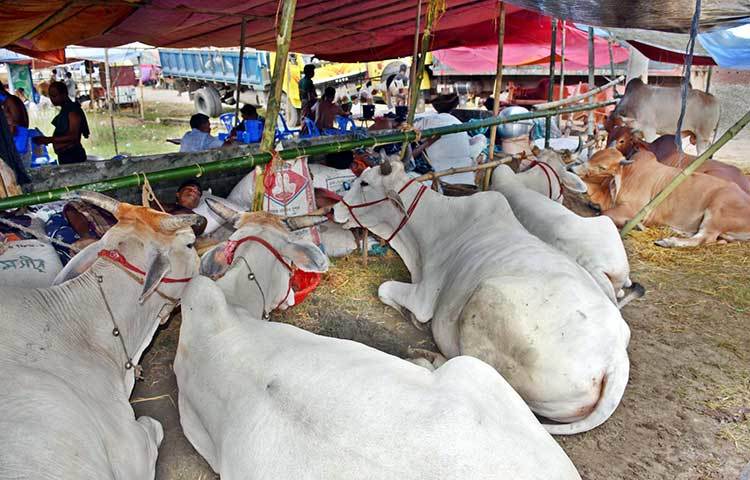 এখনও পশুর হাটে ক্রেতার ভিড় জমতে শুরু করেনি। ছবি : বিপ্লব দিক্ষিৎ