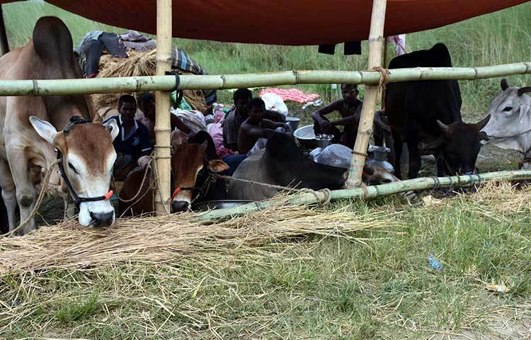 কুরবানির পশু ও ব্যবসায়ীরা হাটে যেন একই সঙ্গে বসবাস করছে! ছবি : বিপ্লব দিক্ষিৎ