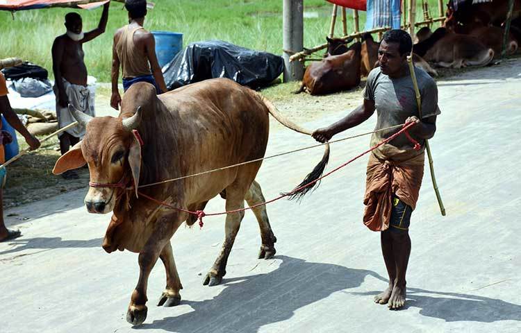 হাটে গরু নিয়ে ছুটছেন এক ব্যবসায়ী। ছবি : বিপ্লব দিক্ষিৎ