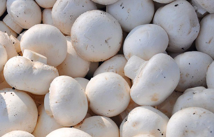 মাশরুম : মাশরুম রক্তে চিনির পরিমাণ নিয়ন্ত্রণে রাখে। এ ছাড়া এটি প্রোটিনে ঠাসা। শরীরের মেটাবলিজম বাড়িয়ে চর্বি জমা রোধ করতে পারে সহজেই।