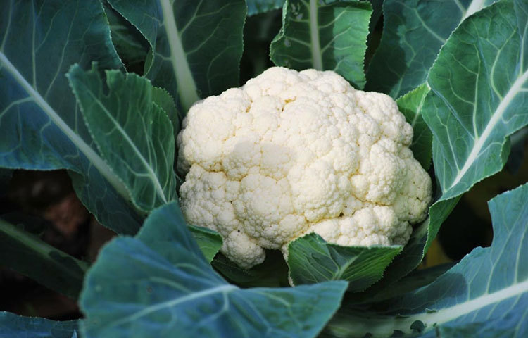 ফুলকপি : এই সবজিটি ভিটামিন ‘সি’তে ভরপুর। যা কিডনির জন্য খুবই উপকারী।