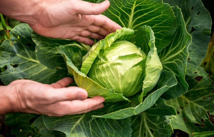 বাঁধাকপি : এতে প্রচুর পরিমাণে ভিটামিন ও মিনারেল রয়েছে যা কিডনির জন্য ভালো।