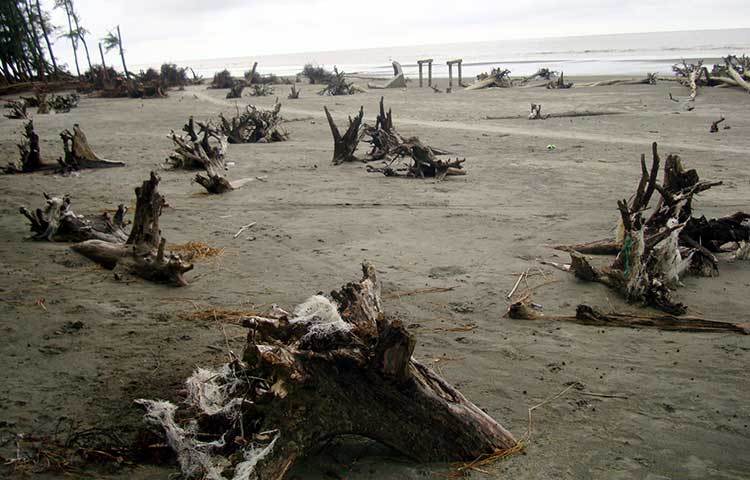 এভাবেই যত্রতত্র গোটা সৈকত জুড়ে পরে রয়েছে গাছের গোড়ার অংশ। ছবিটি ঝাউবাগান সংলগ্ন সমুদ্রসৈকত থেকে তোলা। ছবি : কাজী সাঈদ