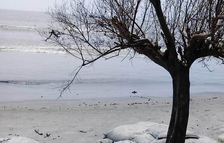 সমুদ্রের সাথে যুদ্ধ করে অবশেষে পরাজিত হলো বৃক্ষটি।  ছবি : কাজী সাঈদ