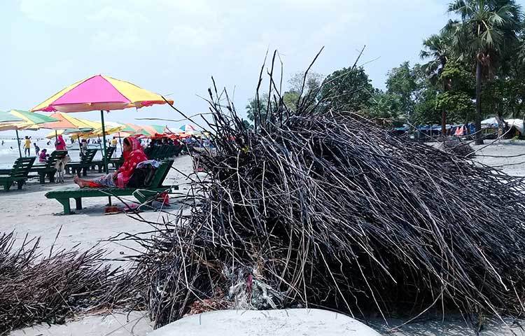 গত পূর্ণিমার জো’তে তাল গাছটি উপড়ে সৈকতে পড়ে আছে। এখনও অপসারণ করা হয়নি। ছবি : কাজী সাঈদ