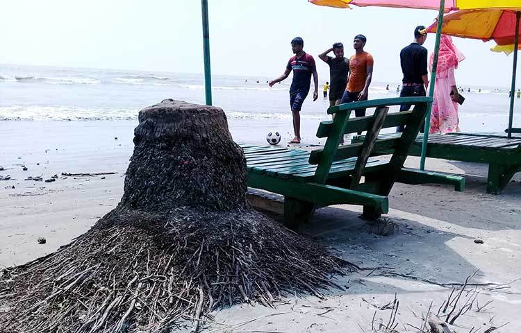 কুয়াকাটার ঐতিহ্য ফয়েজ মিয়ার নারিকেল বাগান এখন সমুদ্র সৈকত। তার বাগানের এই নারিকেল গাছের গোড়ার অংশ পর্যটকদের ভোগাচ্ছে। ছবি : কাজী সাঈদ