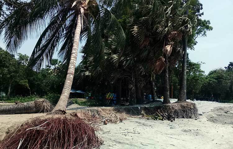 মূলের বালু মাটি হারিয়ে সমুদ্রের কাছে প্রাণ ভিক্ষার মিনতি করছে বৃক্ষগুলো। কয়েকদিন পরে এগুলোও ভ্রমণ পিপাসুদের ভোগাবে। ছবি : কাজী সাঈদ