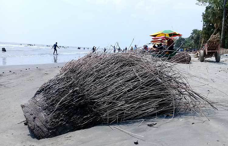 এই তালগাছের গোড়ার অংশটি দীর্ঘদিন এখানে পড়ে আছে। প্রতিনিয়ত পর্যটকদের আহত করছে। অথচ বীচ ম্যানেজমেন্ট কমিটির চোখে পড়েনি এটি। ছবি : কাজী সাঈদ